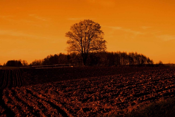 Dorota Rucińska - A fertile field.