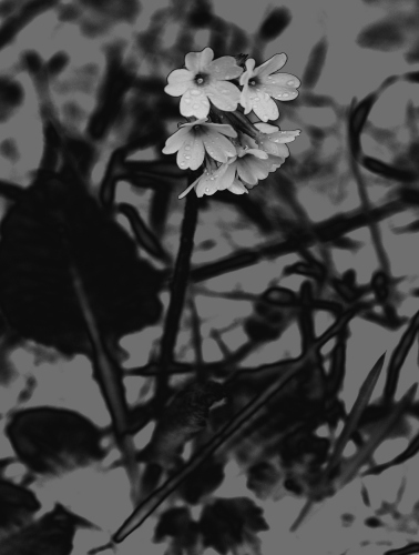 Dorota Rucińska - Dew on white flowers